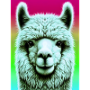 Alpaca