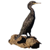 Cormorant