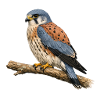 Falcon on a branch