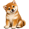 Mignon chiot Shiba Inu