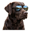 Labrador mit Sonnenbrille