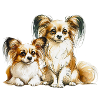 Papillon Dogs