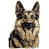 German Shepherd