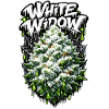 White Widow Cannabis Graffiti Print