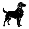 Brittany Dog