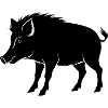 Boar