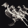 Xray Birds Skeletons
