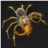 Neon Arachnide Design