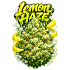 Lemon Haze Citrus Graffiti Print
