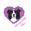 Ruhende B!tch Face Border Collie
