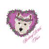 Ruhegesichter West Highland Terrier