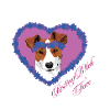 Ruhegesicht Jack Russel