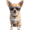Cool Chihuahua Sunglasses Dog