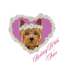 Resting B!tch Face Yorksire Terrier