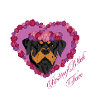 Resting B!tch Face Rottweiler