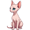 Sphynx Katze
