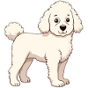 Caniche blanc