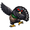 Dabbing Capercaillie