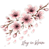 Kirschblüte Kirsche Blüte Cherry Blossom