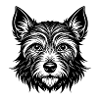 Cairn Terrier