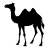 camel