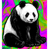 panda