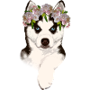 Husky mit Blumenkrone