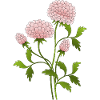 Fleur