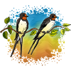 Swallows