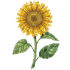 Solsikkemosaikk – retrodesign for hageentusiaster