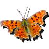 Orange Butterfly C-Butterfly