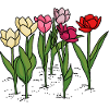 Tulips in spring