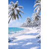 Winter Tropical Beach Landscape