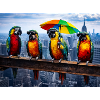 Parrot Parade with Rainbow Umbrella