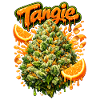 Tangie Orange Graffiti Print