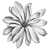 sternmagnolien, Monochrome Blüten