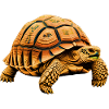 Land Turtle