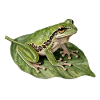 Green Frog on Leaf