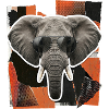 Elephant Sunglasses Risography