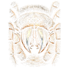 Tarantula