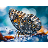 Robotics Butterfly