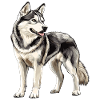 Husky Portrait