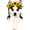 Husky with sunflower wreath