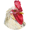 Rooster Cockscomb Chicken Specimen