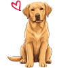 Labrador jaune, Labrador jaune