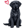 Labrador noir, Labrador noir