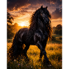 Evening Light Black Horse