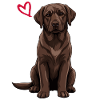 Labrador brun, Labrador brun