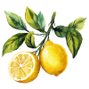 Citrons Aquarelle aux agrumes