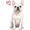 White French Bulldog, White Frenchie